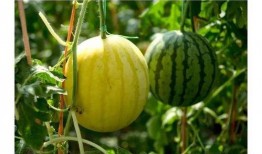 康欣娱乐吃瓜君,揭秘娱乐圈幕后真相