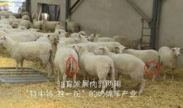 育肥羊爆料视频大全最新,最新爆料视频大全深度解析