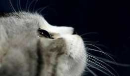 娱乐吃瓜君猫带体检,揭秘明星宠物健康生活