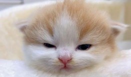 谁爆料绿色神经猫的视频,揭秘网络红星的神秘面纱